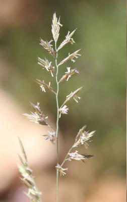 Fétuque de Timbal-Lagrave Festuca marginata (Hack.) K.Richt., 1890