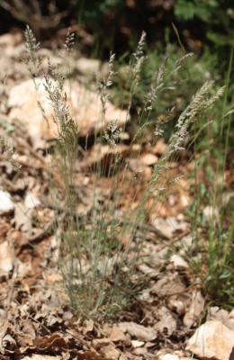 Fétuque de Timbal-Lagrave Festuca marginata (Hack.) K.Richt., 1890