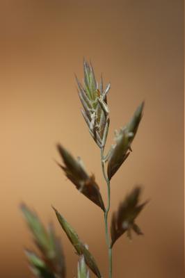 Fétuque de Timbal-Lagrave Festuca marginata (Hack.) K.Richt., 1890