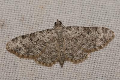 Eupithécie des Labiées (L') Eupithecia semigraphata Bruand, 1850