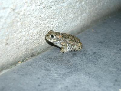 Crapaud calamite Epidalea calamita (Laurenti, 1768)