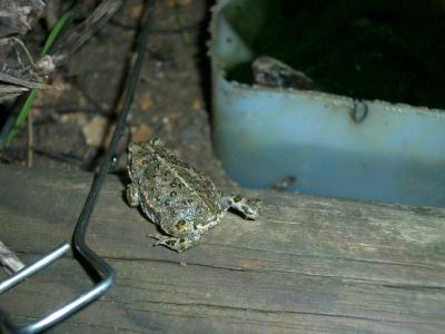 Crapaud calamite Epidalea calamita (Laurenti, 1768)