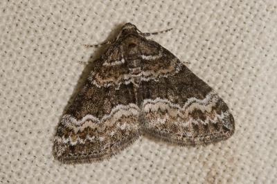 Périzome soulignée (La) Perizoma bifaciata (Haworth, 1809)