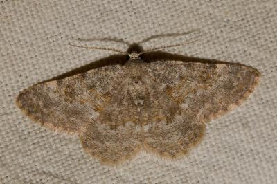 Gnophos moisie (La) Charissa mucidaria (Hübner, 1799)