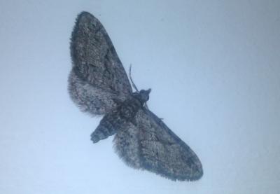  Eupithecia Curtis, 1825
