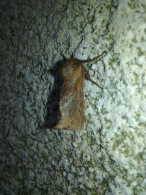 Sylvine (La) Triodia sylvina (Linnaeus, 1760)