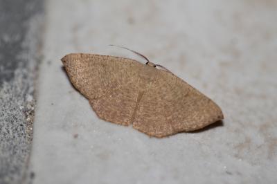 Ephyre Trois-Cerceaux (L') Cyclophora ruficiliaria (Herrich-Schäffer, 1855)
