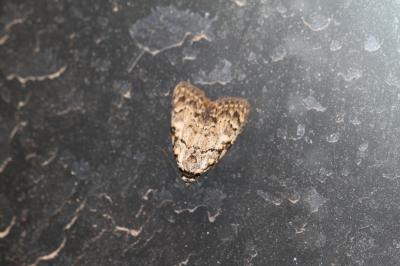 Nole striolée (La) Meganola strigula (Denis & Schiffermüller, 1775)