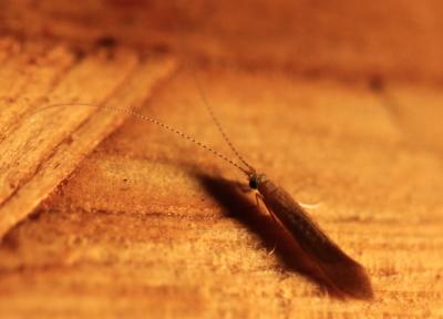 Leptoceridae Leach in Brewster, 1815