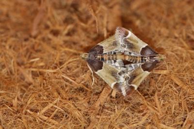  Pyralis farinalis (Linnaeus, 1758)