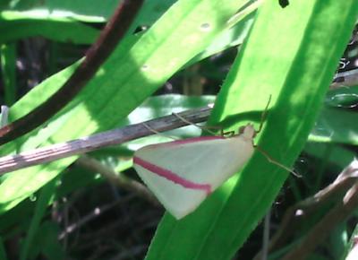 Phalène sacrée (La) Rhodometra sacraria (Linnaeus, 1767)
