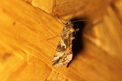 Gamma (Le) Autographa gamma (Linnaeus, 1758)