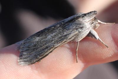 Ombrageuse (L') Cucullia umbratica (Linnaeus, 1758)
