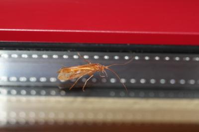  Limnephilus Leach, 1815