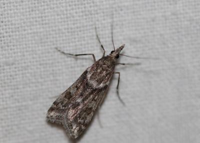  Eudonia angustea (Curtis, 1827)
