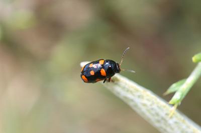  Cryptocephalus octoguttatus (Linnaeus, 1767)