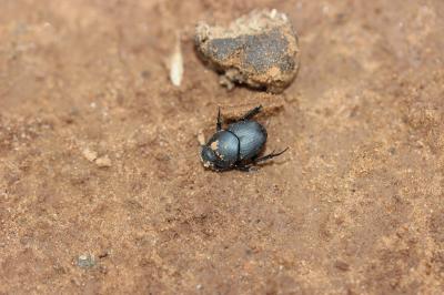  Thorectes intermedius (O.G. Costa, 1839)