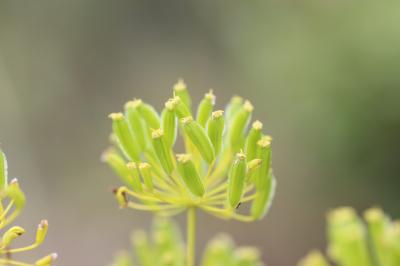Thapsie Thapsia villosa L., 1753