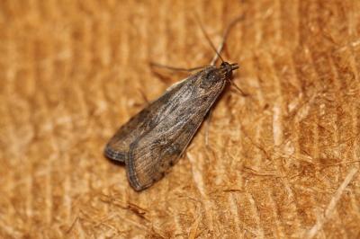  Nomophila noctuella (Denis & Schiffermüller, 1775)
