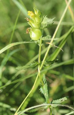 Petit cocriste, Petit Rhinanthe Rhinanthus minor L., 1756