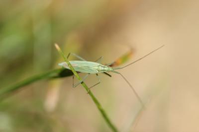 Punaise verte à antennes droites Megaloceroea recticornis (Geoffroy, 1785)