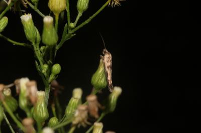  Scythris limbella (Fabricius, 1775)