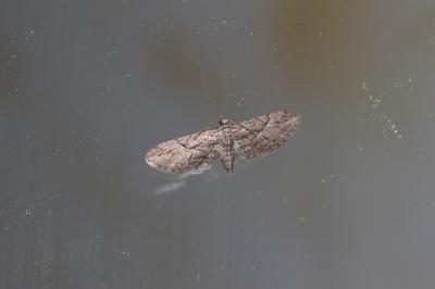 Eupithécie de l'Oxycèdre (L') Eupithecia oxycedrata (Rambur, 1833)
