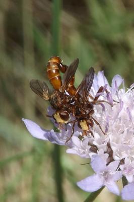  Sicus ferrugineus (Linnaeus, 1760)