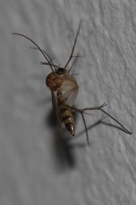  Mycetophilidae Newman, 1834
