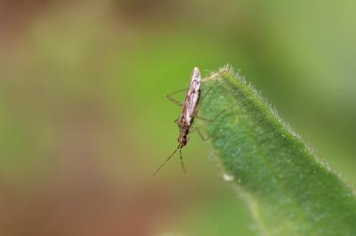  Dicyphus 