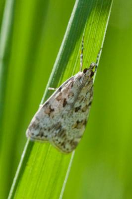  Scoparia basistrigalis Knaggs, 1866