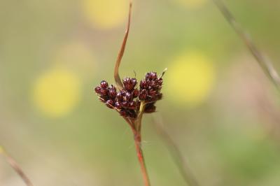 Luzule multiflore, Luzule à nombreuses fleurs Luzula multiflora (Ehrh.) Lej., 1811