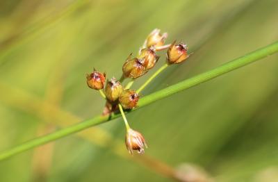 Jonc filiforme Juncus filiformis L., 1753