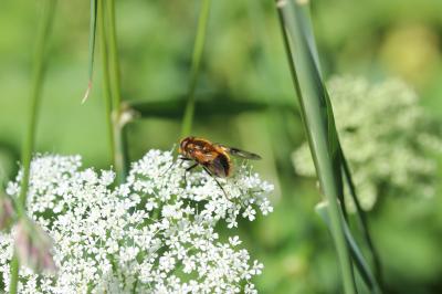  Volucella inflata (Fabricius, 1794)