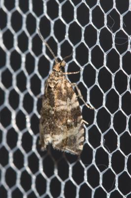  Celypha rivulana (Scopoli, 1763)