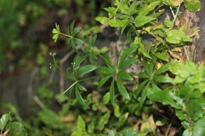 Aspérule odorante, Belle-étoile, Gaillet odorant Galium odoratum (L.) Scop., 1771