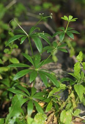 Aspérule odorante, Belle-étoile, Gaillet odorant Galium odoratum (L.) Scop., 1771