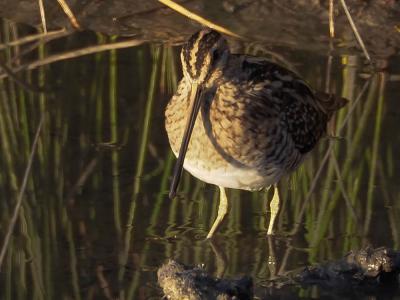 Bécassine des marais Gallinago gallinago (Linnaeus, 1758)