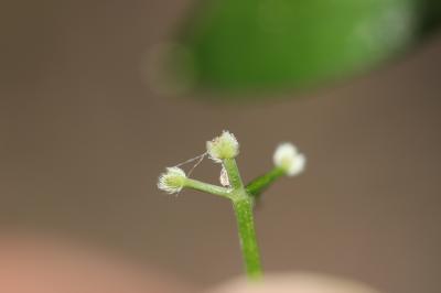 Aspérule odorante, Belle-étoile, Gaillet odorant Galium odoratum (L.) Scop., 1771