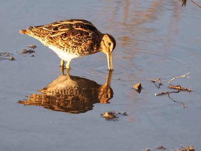 Bécassine des marais Gallinago gallinago (Linnaeus, 1758)