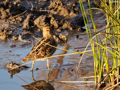 Bécassine des marais Gallinago gallinago (Linnaeus, 1758)