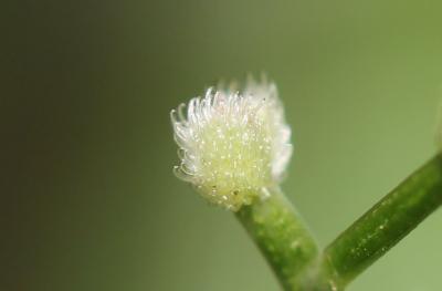 Aspérule odorante, Belle-étoile, Gaillet odorant Galium odoratum (L.) Scop., 1771