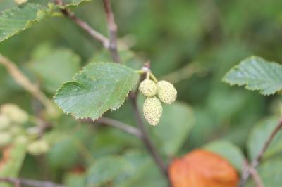 Aulne vert Alnus alnobetula subsp. alnobetula (Ehrh.) K.Koch, 1872