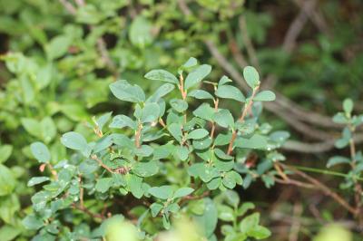 Airelle des marais, Orcette Vaccinium uliginosum L., 1753