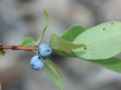 Airelle des marais, Orcette Vaccinium uliginosum L., 1753