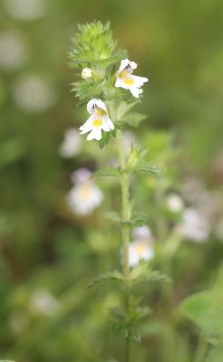 Casse lunette, Petite euphraise Euphrasia officinalis L., 1753