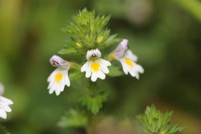 Casse lunette, Petite euphraise Euphrasia officinalis L., 1753