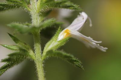 Casse lunette, Petite euphraise Euphrasia officinalis L., 1753