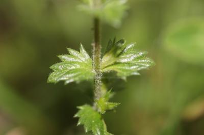 Casse lunette, Petite euphraise Euphrasia officinalis L., 1753