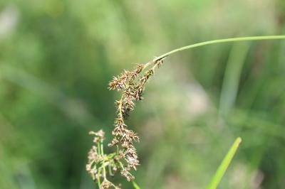 Laîche paniculée Carex paniculata L., 1755